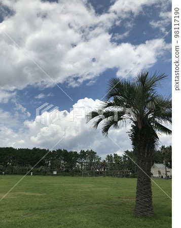 Summer sky and everlasting summer trees 98117190