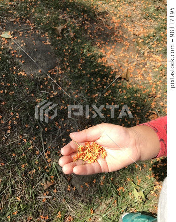 A child's hand and a fallen fragrant rhinoceros A child's hand and a fallen fragrant rhinoceros 98117195