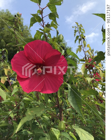 Red flower	 98117197