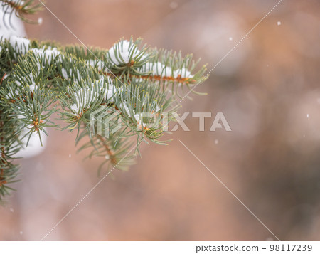 Green fir branches in winter covered with snow Green fir branches in winter covered with snow 98117239