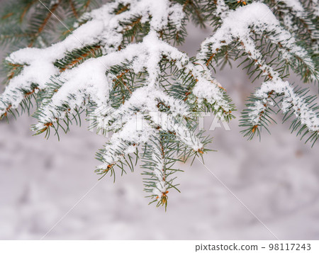 Green fir branches in winter covered with snow 98117243