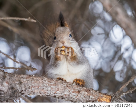 The squirrel with nut sits on tree in the winter or late autumn The squirrel with nut sits on tree in the winter or late autumn 98117245
