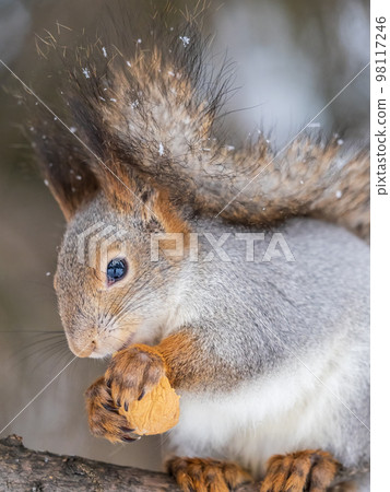 The squirrel with nut sits on tree in the winter or late autumn. Portrait of the squirrel close-up The squirrel with nut sits on tree in the winter or late autumn. Portrait of the squirrel close-up 98117246