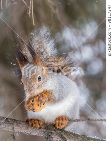The squirrel with nut sits on tree in the winter or late autumn The squirrel with nut sits on tree in the winter or late autumn 98117247