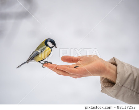 Girl feeds a tit from a palm. Hungry bird eating seeds from a hand during winter or autumn 98117252