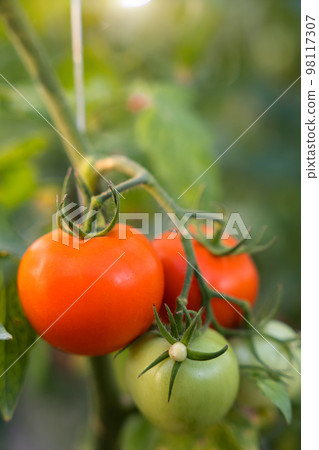 Ripe tomato cluster in greenhouse. 98117307