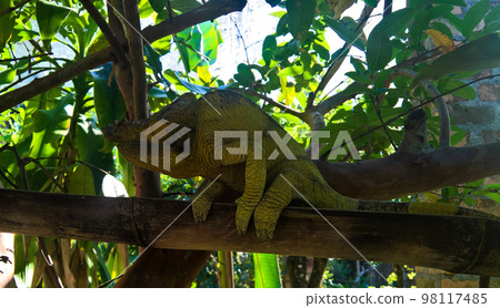 portrait of Parson's chameleon aka Calumma parsonii in Andasibe-Mantadia National Park, Madagascar 98117485
