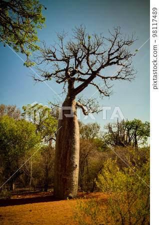 portrait of Parson's chameleon aka Calumma parsonii in Andasibe-Mantadia National Park, Madagascar portrait of Parson's chameleon aka Calumma parsonii in Andasibe-Mantadia National Park, Madagascar 98117489