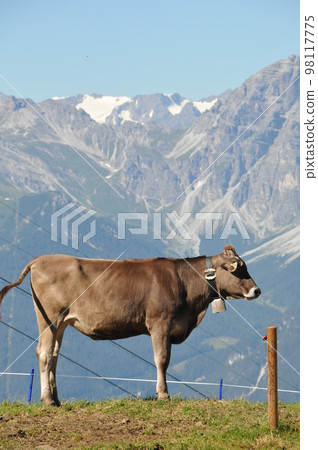 奧地利，因斯布魯克，Patcherkofel 登山，奶牛放牧 98117775