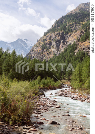 Gran Paradiso National Park with snow-covered peaks, dense evergreen pine forest. Aosta Valley Gran Paradiso National Park with snow-covered peaks, dense evergreen pine forest. Aosta Valley 98117909