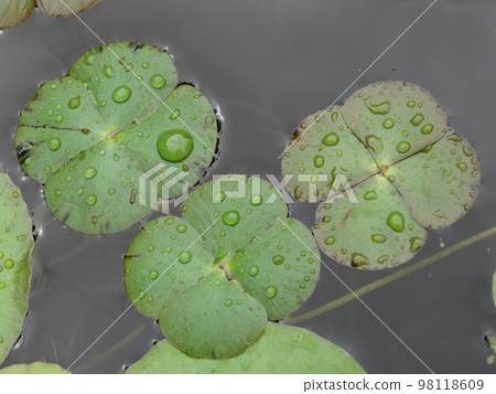 Denjisou scientific name Marsilea quadrifolia L. Denjisou scientific name Marsilea quadrifolia L. 98118609