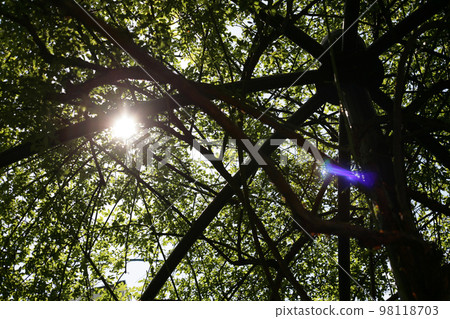 Sunlight filtering through the dome tree Sunlight filtering through the dome tree 98118703