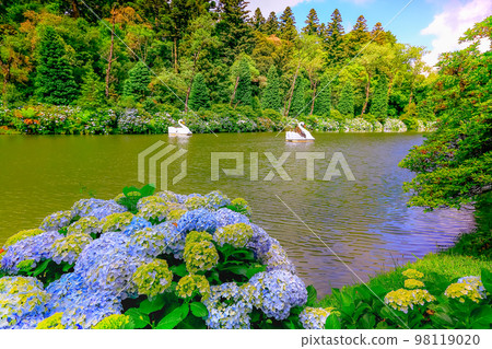 Lago Negro, landscape with Hydrangeas, Gramado at springtime, Southern Brazil 98119020