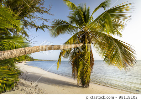 Palm tree and Tropical idyllic beach in Punta Cana, turquoise caribbean sea Palm tree and Tropical idyllic beach in Punta Cana, turquoise caribbean sea 98119102