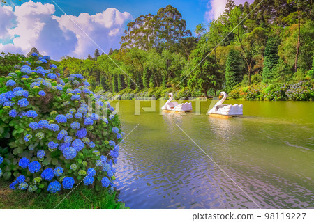 Lago Negro, landscape with Hydrangeas, Gramado at springtime, Southern Brazil Lago Negro, landscape with Hydrangeas, Gramado at springtime, Southern Brazil 98119227