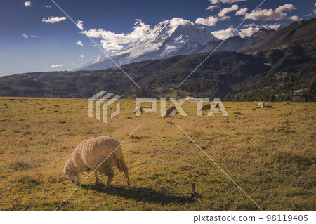 Flock of Sheeps and Huascaran in Cordillera Blanca at sunrise, snowcapped Andes 98119405