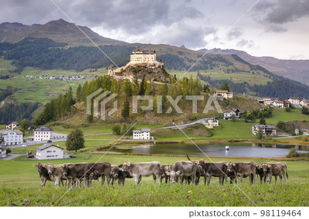 Cows herding and Idyllic Scuol Tarasp village, Engadine, Swiss Alps, Switzerland Cows herding and Idyllic Scuol Tarasp village, Engadine, Swiss Alps, Switzerland 98119464