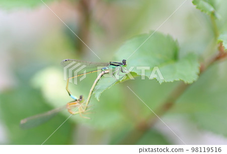 Heart of dragonfly Heart of dragonfly 98119516