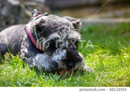 Grey miniature zwergschnauzer puppy is lying on a green grass on a lawn on nature and playing with a yellow ball. Cute funny doggy on a walk. Canine domestic animal, pet in green park, woods, forest.  98119565