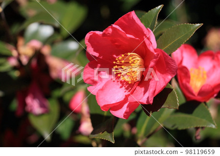 Camellia, camellia, camellia, red petals, one flower Camellia, camellia, camellia, red petals, one flower 98119659