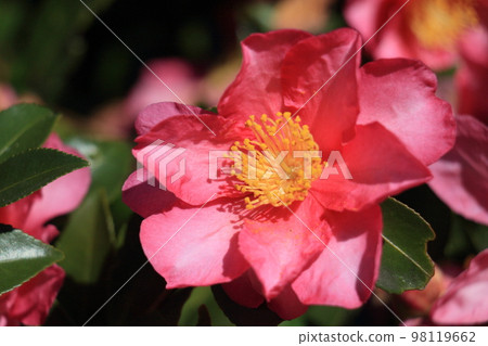 山茶花，山茶花，山茶花，紅色花瓣，一朵花 98119662