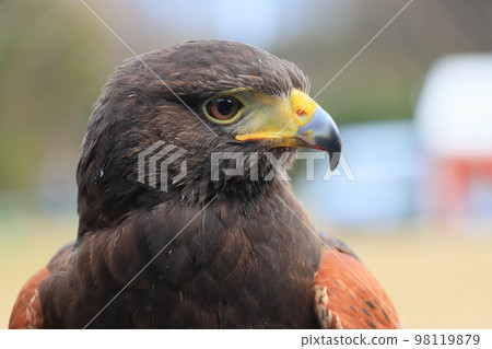 猛龍哈里斯鷹 98119879