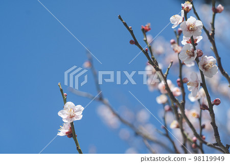 A photo of a sunny sky and beautiful plum blossoms Plum grove at Dazaifu Tenmangu Shrine, a tourist attraction in Fukuoka Prefecture A photo of a sunny sky and beautiful plum blossoms Plum grove at Dazaifu Tenmangu Shrine, a tourist attraction in Fukuoka Prefecture 98119949