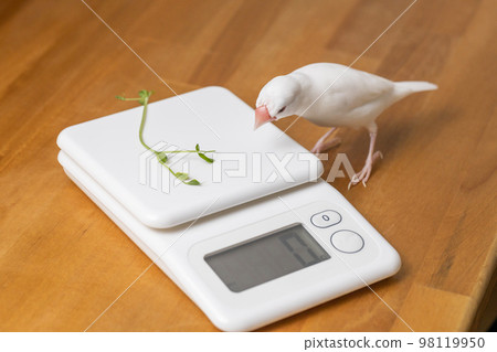 重豆芽的雄性白麻雀 98119950