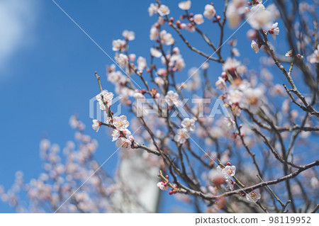 A photo of a sunny sky and beautiful plum blossoms Plum grove at Dazaifu Tenmangu Shrine, a tourist attraction in Fukuoka Prefecture 98119952