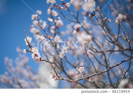 福岡縣旅遊勝地太宰府天滿宮晴朗的天空和美麗的梅花林的照片 福岡縣旅遊勝地太宰府天滿宮晴朗的天空和美麗的梅花林的照片 98119954