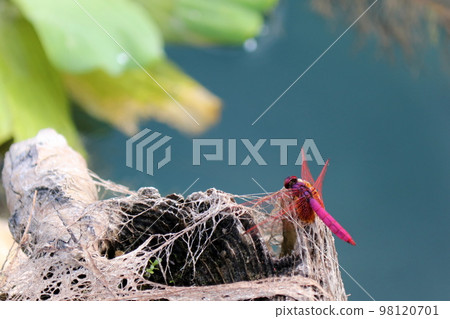 Perching red dragonfly Perching red dragonfly 98120701