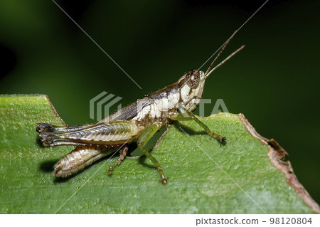 grasshopper on green leaves grasshopper on green leaves 98120804