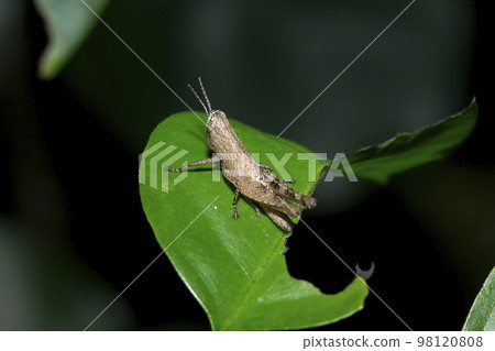 Small brown grasshopper on green leaves Small brown grasshopper on green leaves 98120808