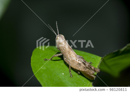 Small brown grasshopper on green leaves 98120811