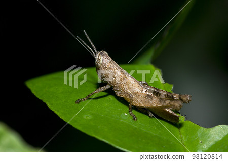 Small brown grasshopper on green leaves Small brown grasshopper on green leaves 98120814