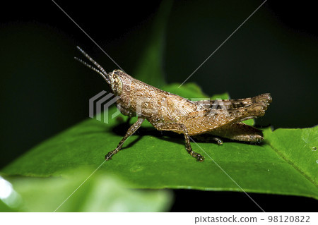 Small brown grasshopper on green leaves Small brown grasshopper on green leaves 98120822