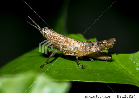 Small brown grasshopper on green leaves 98120824