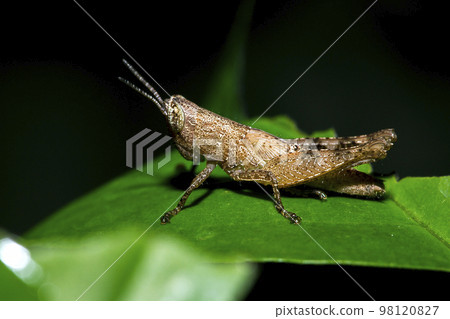 Small brown grasshopper on green leaves 98120827