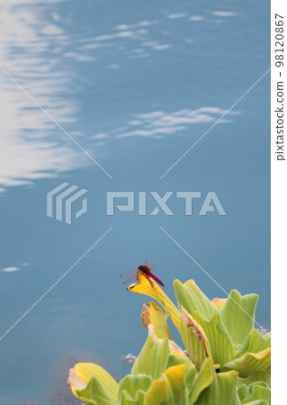Red dragonfly perched on water lettuce Red dragonfly perched on water lettuce 98120867