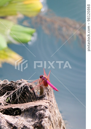 Red dragonfly perched on a stake 98120868
