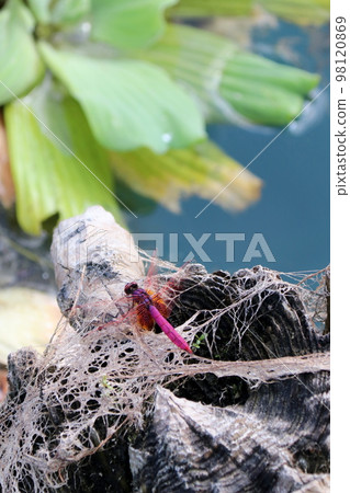 紅蜻蜓棲息在木樁上 紅蜻蜓棲息在木樁上 98120869