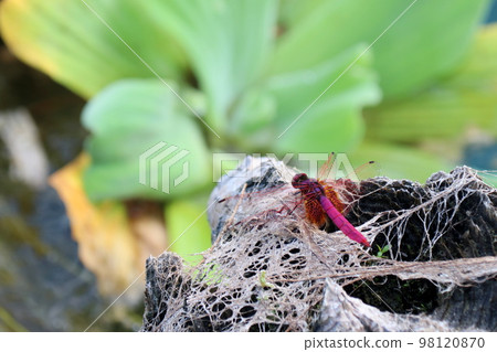 Red dragonfly perched on a stake Red dragonfly perched on a stake 98120870