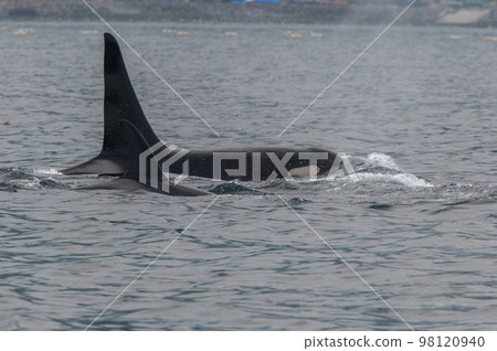 一群知床虎鯨航行過海峽 98120940