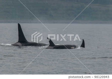 一群知床虎鯨航行過海峽 一群知床虎鯨航行過海峽 98120943