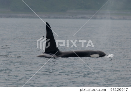 一群知床虎鯨航行過海峽 一群知床虎鯨航行過海峽 98120947