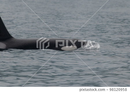 一群知床虎鯨航行過海峽 98120958