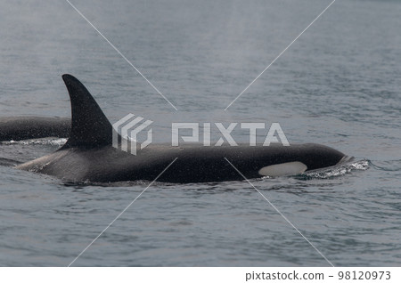 一群知床虎鯨航行過海峽 一群知床虎鯨航行過海峽 98120973