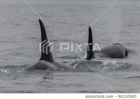 A group of Shiretoko killer whales sailing through the strait A group of Shiretoko killer whales sailing through the strait 98120983
