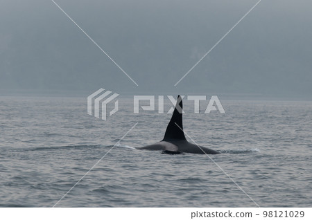 A group of Shiretoko killer whales sailing through the strait 98121029