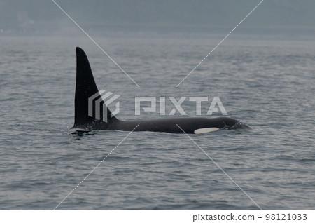 一群知床虎鯨航行過海峽 一群知床虎鯨航行過海峽 98121033